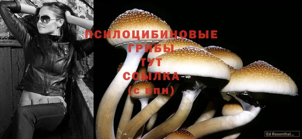 СК Новозыбков
