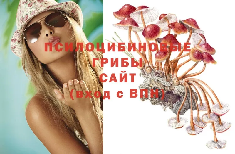 Псилоцибиновые грибы Psilocybe Курган